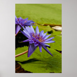 Poster Conception botanique florale de nénuphar tropical