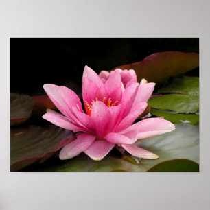 Poster Conception botanique florale de nénuphar tropical