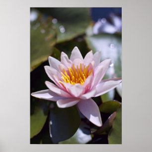 Poster Conception botanique florale de nénuphar tropical
