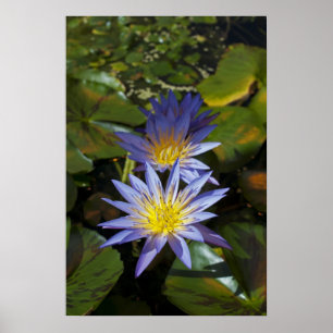 Poster Conception botanique florale de nénuphar tropical