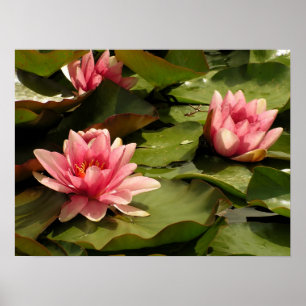 Poster Conception botanique florale de nénuphar tropical