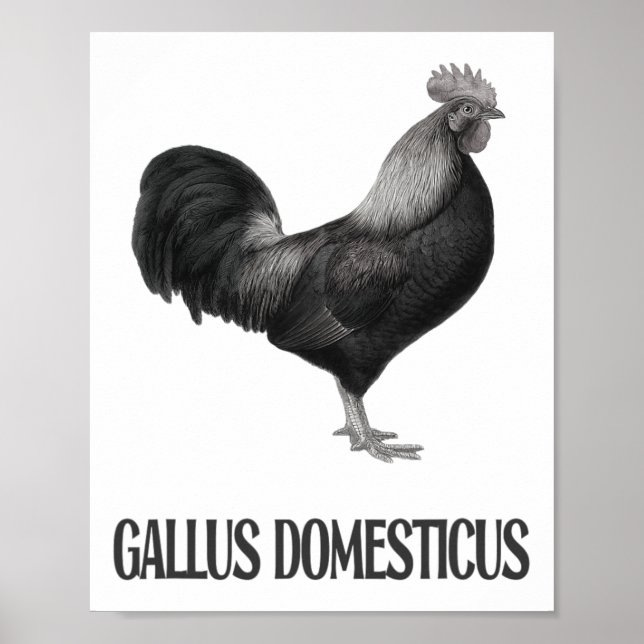 Poster Conception de volaille de poulet _1  (Devant)
