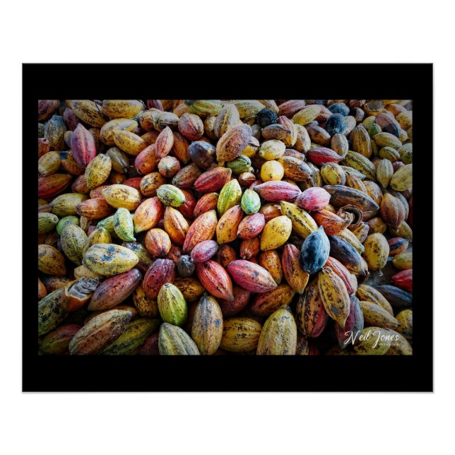 Poster Conception photographique de cabosses de cacao col (Devant)