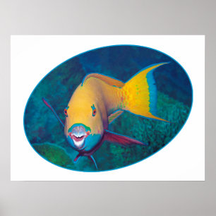 Poster Conception photographique de perroquet sous l'eau