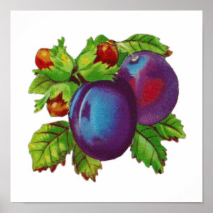 Poster Conception vintage De Fruits De Plum Excellent Pou