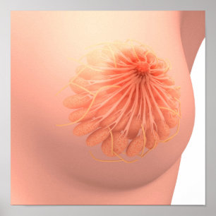 Poster Conceptual Image Of Female Breast Anatomy 3