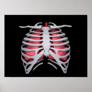 Poster Conceptual Image Of Human Lungs And Rib Cage 1
