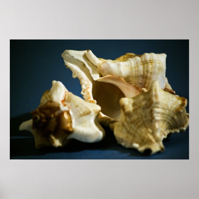 Poster Conch 3335 (Devant)