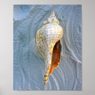 Poster Conch Horse Floride