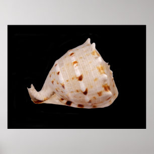 Poster Conch Shell