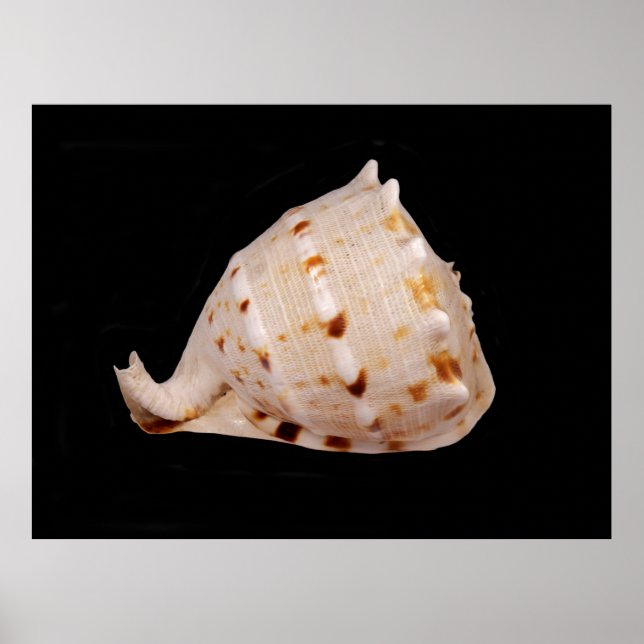 Poster Conch Shell (Devant)
