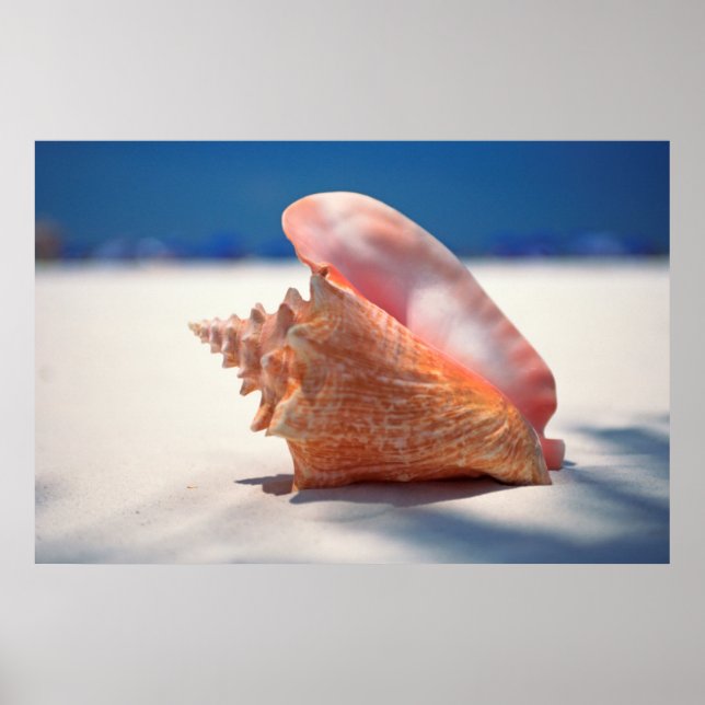 Poster Conch Shell (Devant)