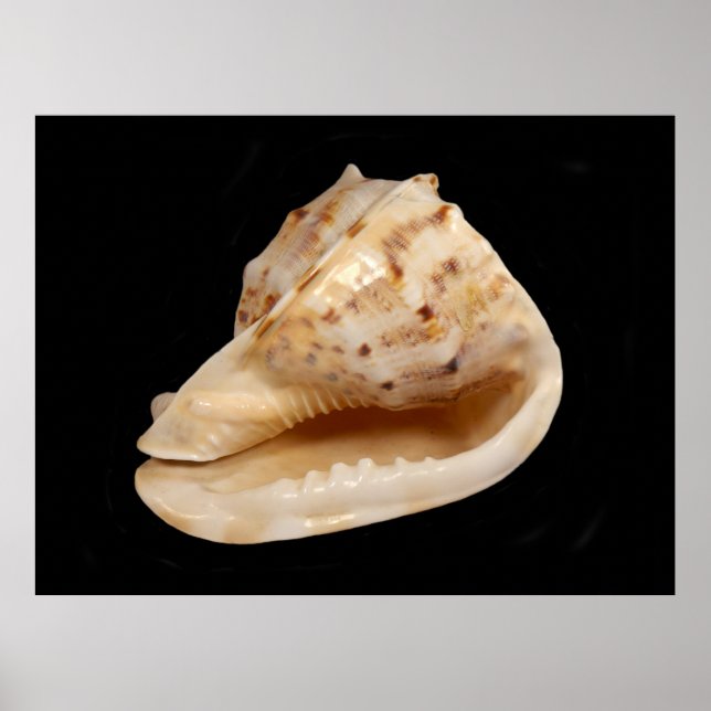 Poster Conch Shell (Devant)