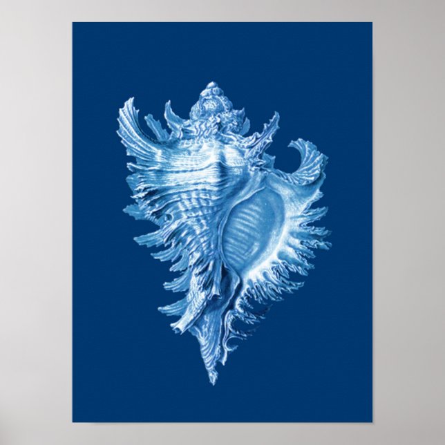 Poster Conch Shell Sea Life Imprimer, Indigo bleu et blan (Devant)
