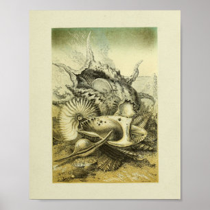 Poster Conch Shells