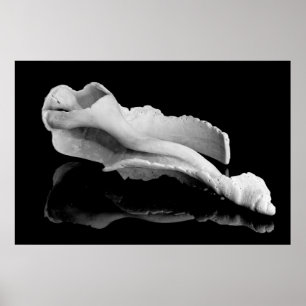 Poster Conche météo