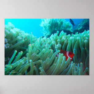 Poster Conclusion de Nemo