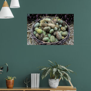 Poster Concombre africain sauvage