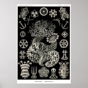 Poster Concombres de mer d'Ernst Haeckel Thuroidea