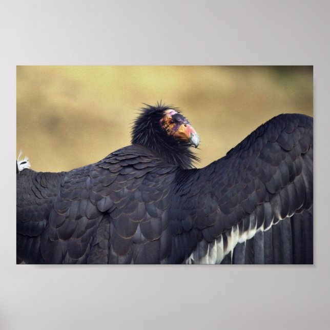 Poster condor californien (Devant)