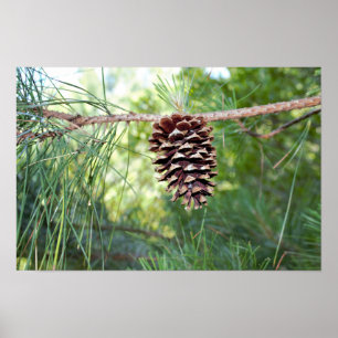 Poster Cône de pin