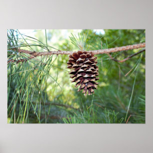 Poster Cône de pin