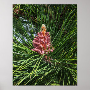 Poster Cône de pollen de pin rouge (Pinus resinosa)