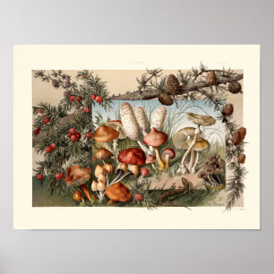 Poster Cônes et champignons de pin vintages par Anton Sed