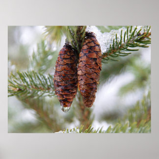 Poster Cônes glacés