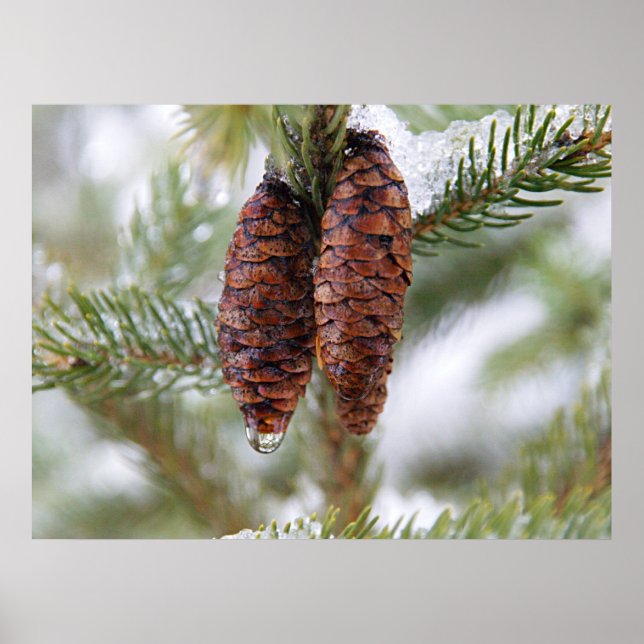 Poster Cônes glacés (Devant)