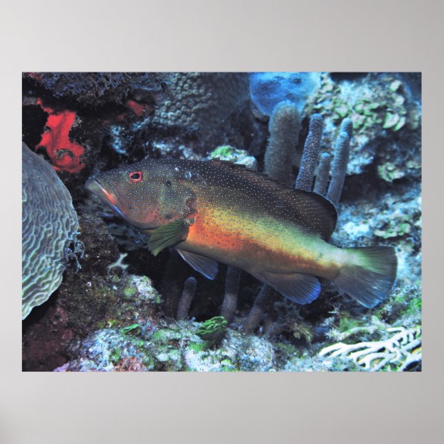 Poster Coney (Devant)