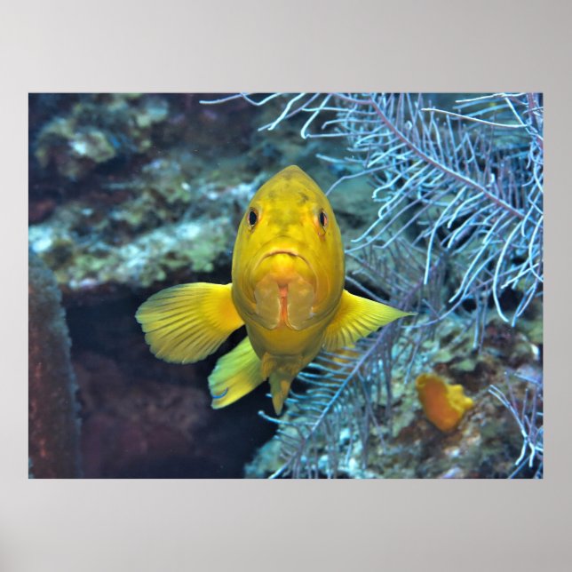 Poster Coney en jaune (Devant)