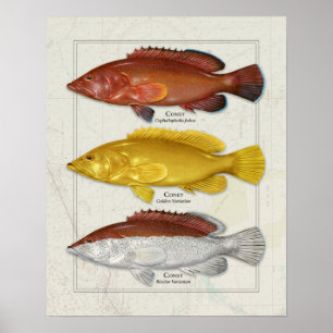 Poster Coney Grouper with Color Variations