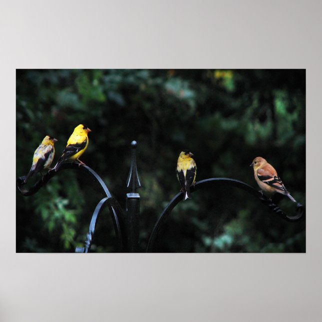 Poster Conférence des oiseaux (Devant)