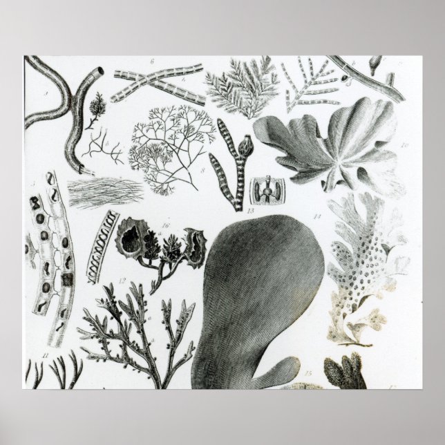 Poster Conferra Fucus (Devant)