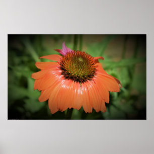Poster Confleur,