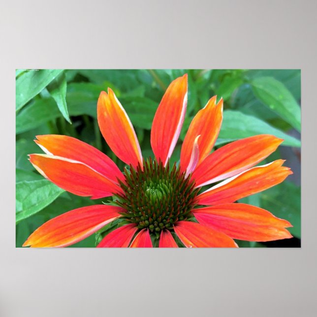 Poster Confleur, (Devant)