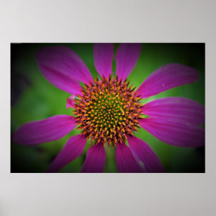 Poster Confleur,