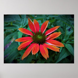 Poster Confleur,