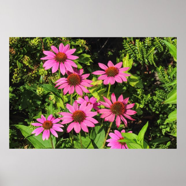 Poster Confleurs violets, Bute Park, Cardiff, Pays de Gal (Devant)