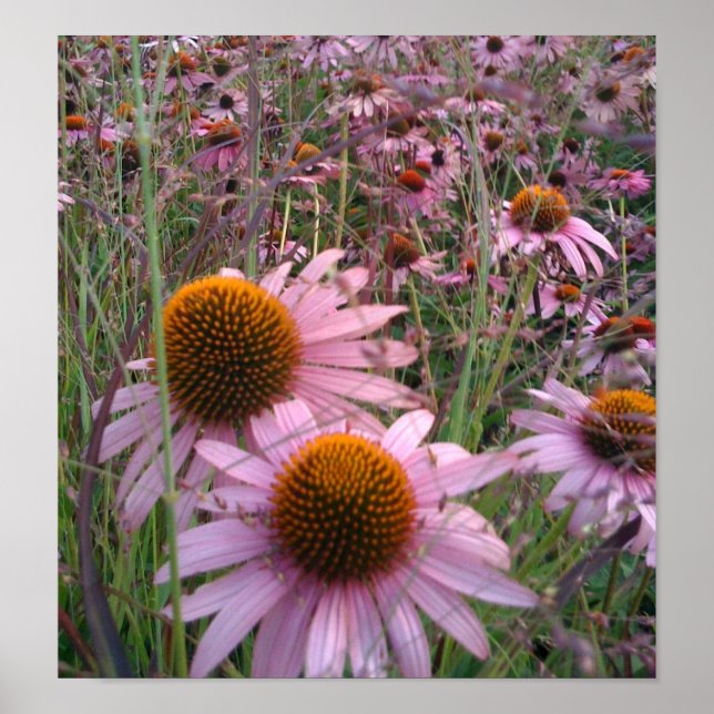 Poster Conflowers (Devant)