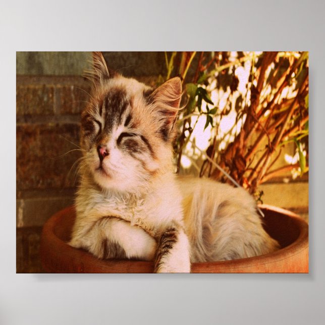 Poster Confort Sleepy Kitty (Devant)