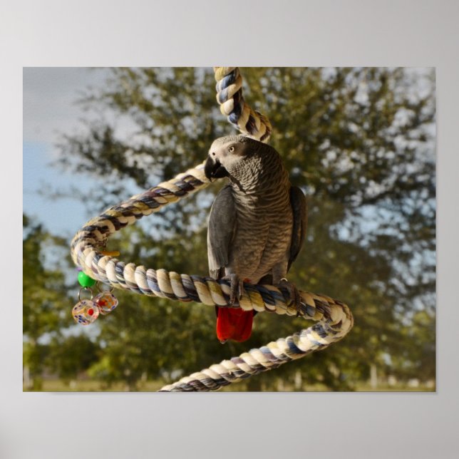 Poster Congo African Grey sur la pente (Devant)
