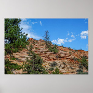 Poster Conifères poussant dans le parc national de Zion,
