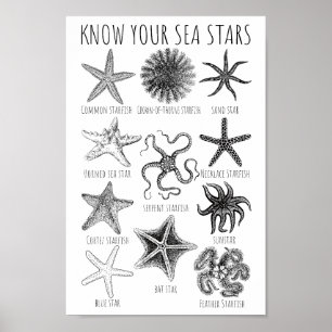 Poster Connaissez vos étoiles de mer - Groupes Starfish