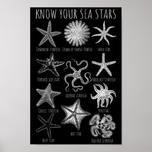 Poster Connaissez vos étoiles de mer - Groupes Starfish