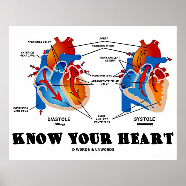 Poster Connaissez votre coeur (Diastole Systole) (Devant)