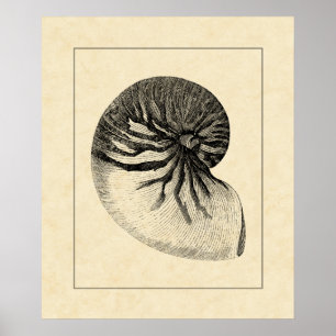 Poster Conque noire et blanche vintage Shell