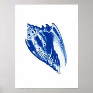 Poster Conque Shell de turban, bleu d'indigo et blanc