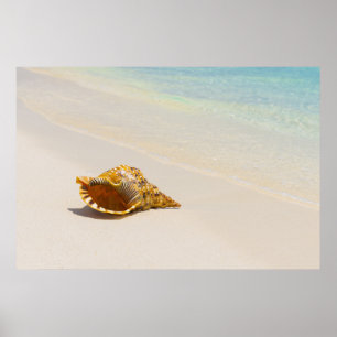 Poster Conque Shell sur la plage 3